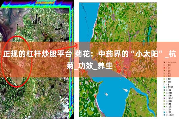 正规的杠杆炒股平台 菊花：中药界的“小太阳”_杭菊_功效_养生